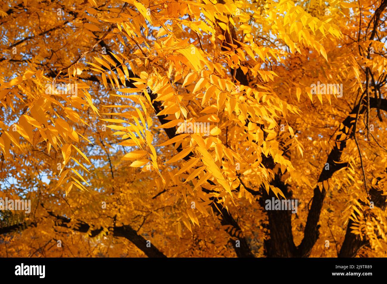 Der Herbst geht auf die Sonne. Gelbe Herbstblätter im malerischen Herbstpark. Im Freien. Sonniger Tag, warmes Wetter. Sonniger Tag. Stockfoto