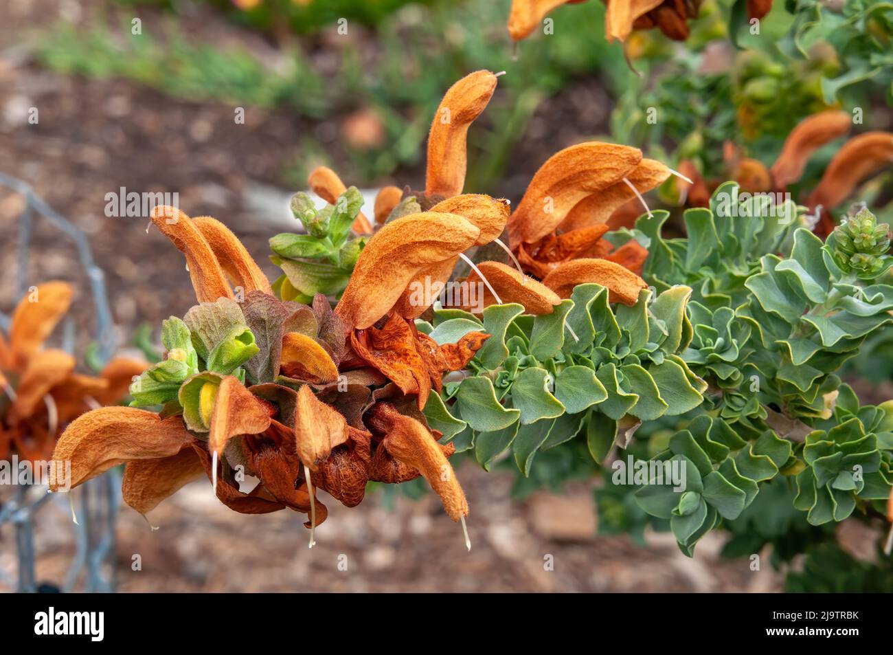 Sydney Australien, orange oder braune Blüten der Salvia africana-lutea aus Südafrika Stockfoto