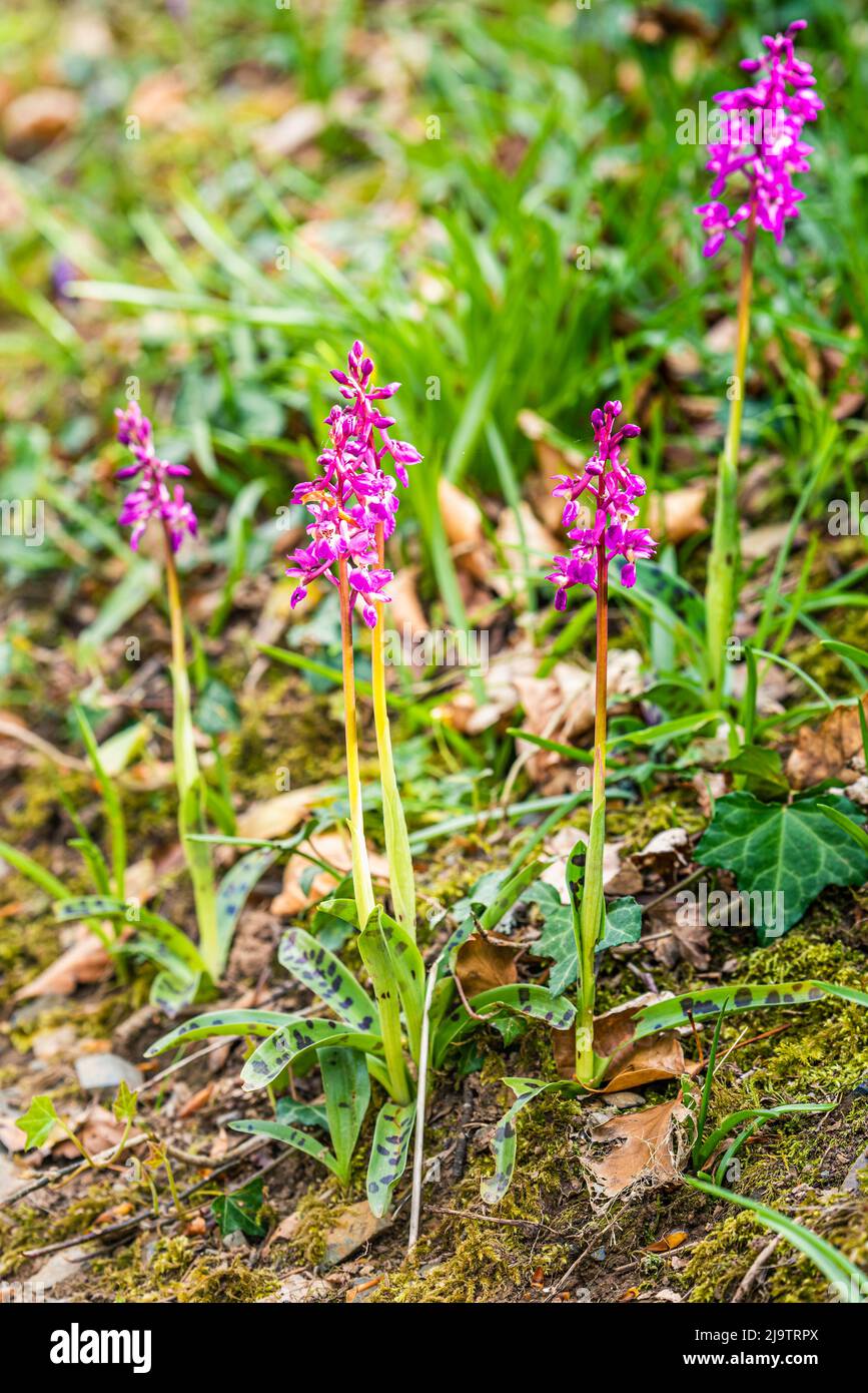 Frühe lila Orchidee Orchis mascula Stockfoto