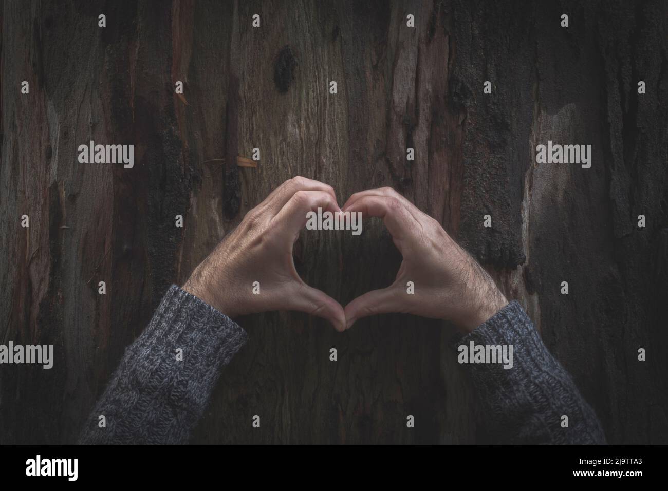 Zwei Menschenhände bilden ein Herz auf der Rinde eines Baumes, das in herbstlicher Atmosphäre von Liebe zu Natur und Ökologie spricht Stockfoto
