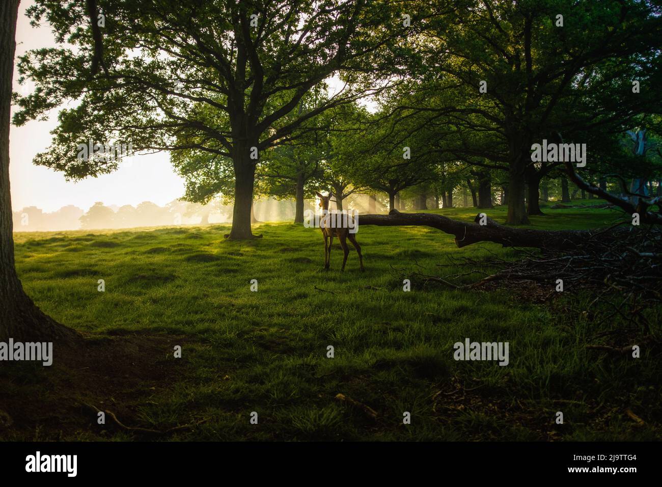 Junge Hirsche schauen bei Sonnenaufgang von den Bäumen. Richmond Park, London, England. Stockfoto