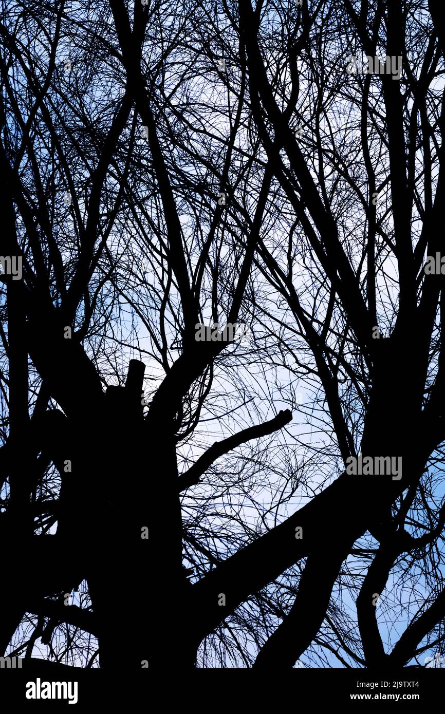 Die Silhouette von Bäumen und Ästen im späten Abendlicht. Stockfoto