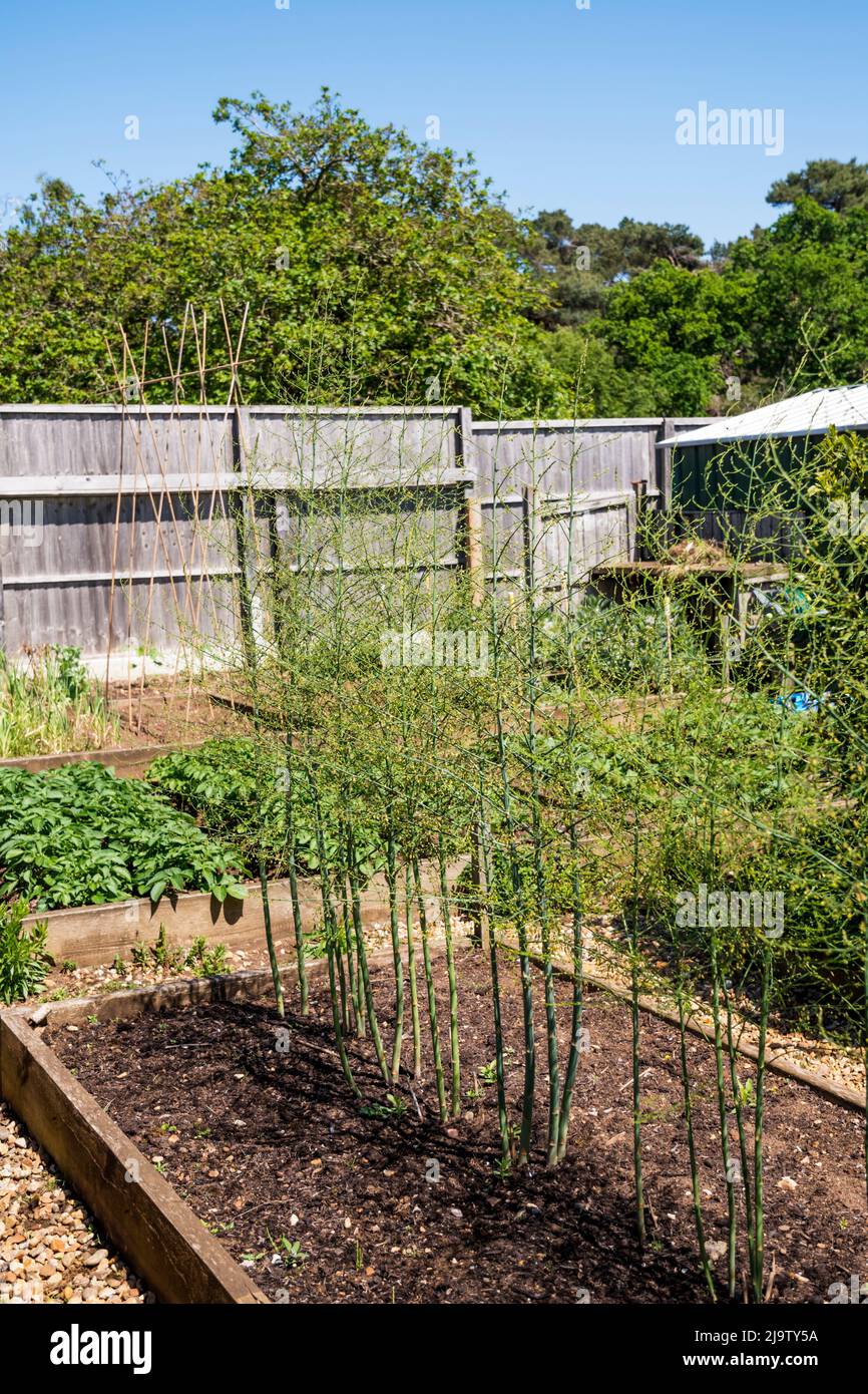 Spargelbett im zweiten Jahr. Pflanzen dürfen vor der Ernte zwei Jahre lang blühen und sterben. Stockfoto