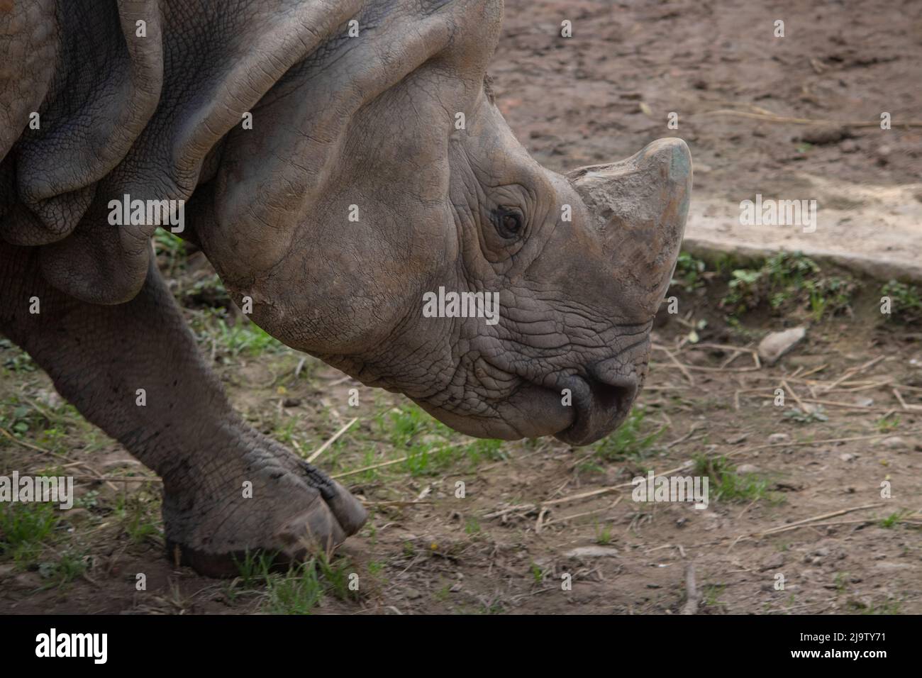 Nashorn nashorn -Fotos und -Bildmaterial in hoher Auflösung – Alamy