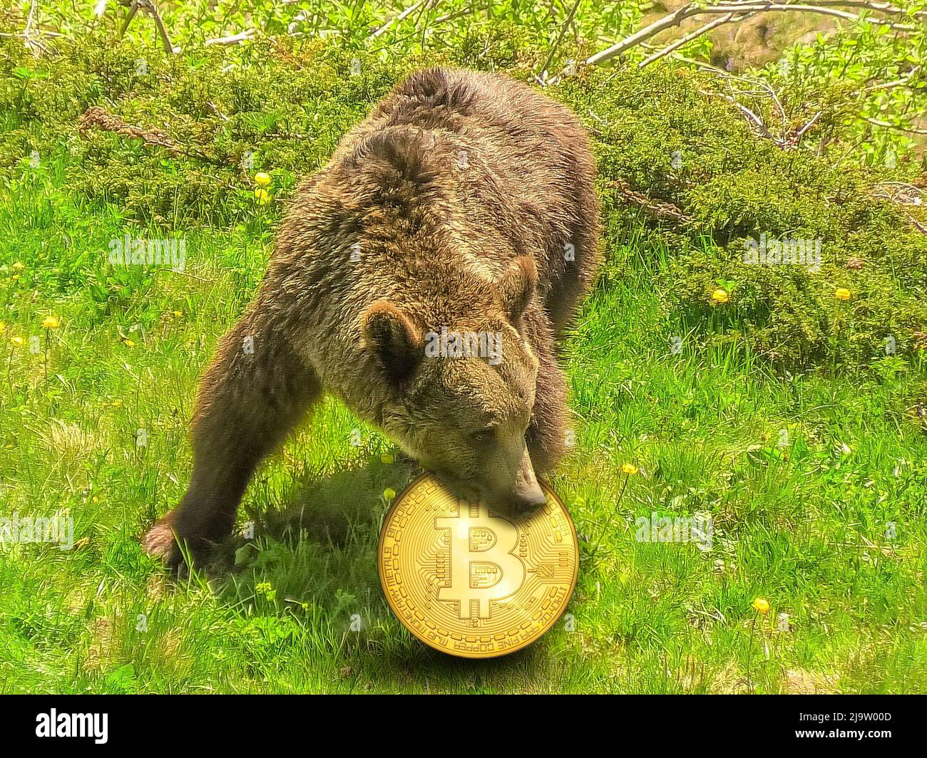 Konzept des bärischen Szenarios für den Bitcoin-Preis. Bär beißt eine goldene Münze von Bitcoin. Konzept des Angriffs auf das Ökosystem und die Regulierung von Kryptowährungen Stockfoto