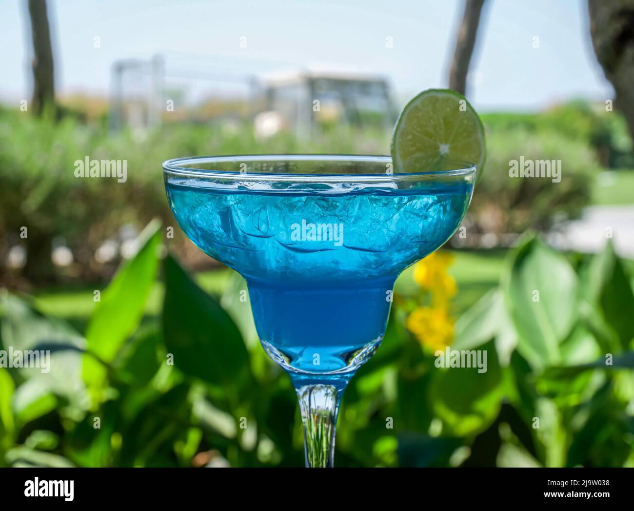 Blauer Cocktail mit Zitronenscheibe auf grünem Naturhintergrund. Nahaufnahme Stockfoto