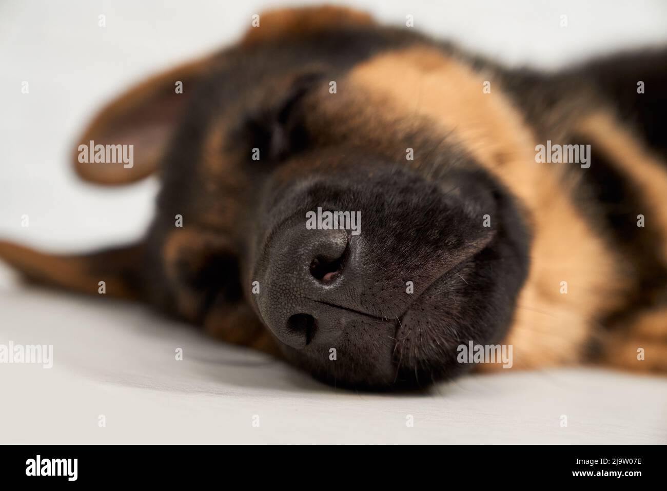 Nahaufnahme von Schnauze Pedigree niedlichen Hund mit geschlossenen Augen schlafen friedlich auf weißem Boden liegen. Ernte von schönen doggy mit schwarz braunen Fell allein ruhen. Konzept von Haustieren. Stockfoto