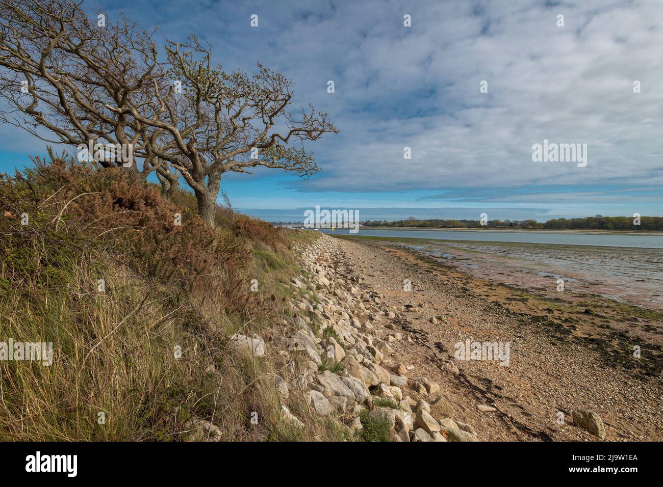 Mystery Tree in Chidham, West Sussex, Großbritannien Stockfoto