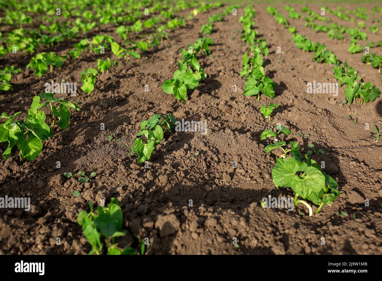 Bohnen, die auf Sämlinge gepflanzt wurden. Gemüsegarten, Landwirtschaft, ländliche, Geschäft Stockfoto