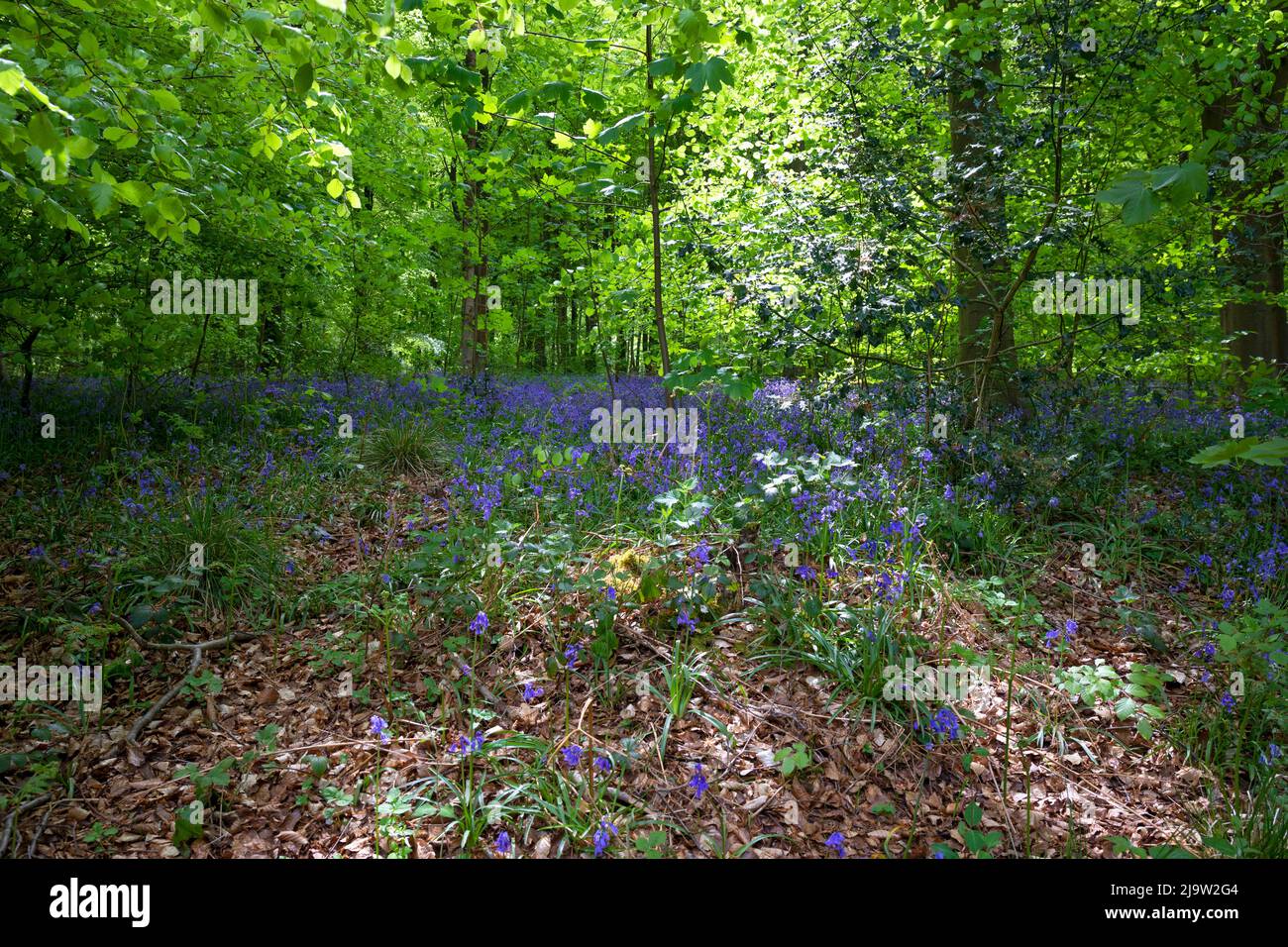 West Woods mit wilden Bluebells in Bloom, Marlborough, Wiltshire, England, Vereinigtes Königreich Stockfoto