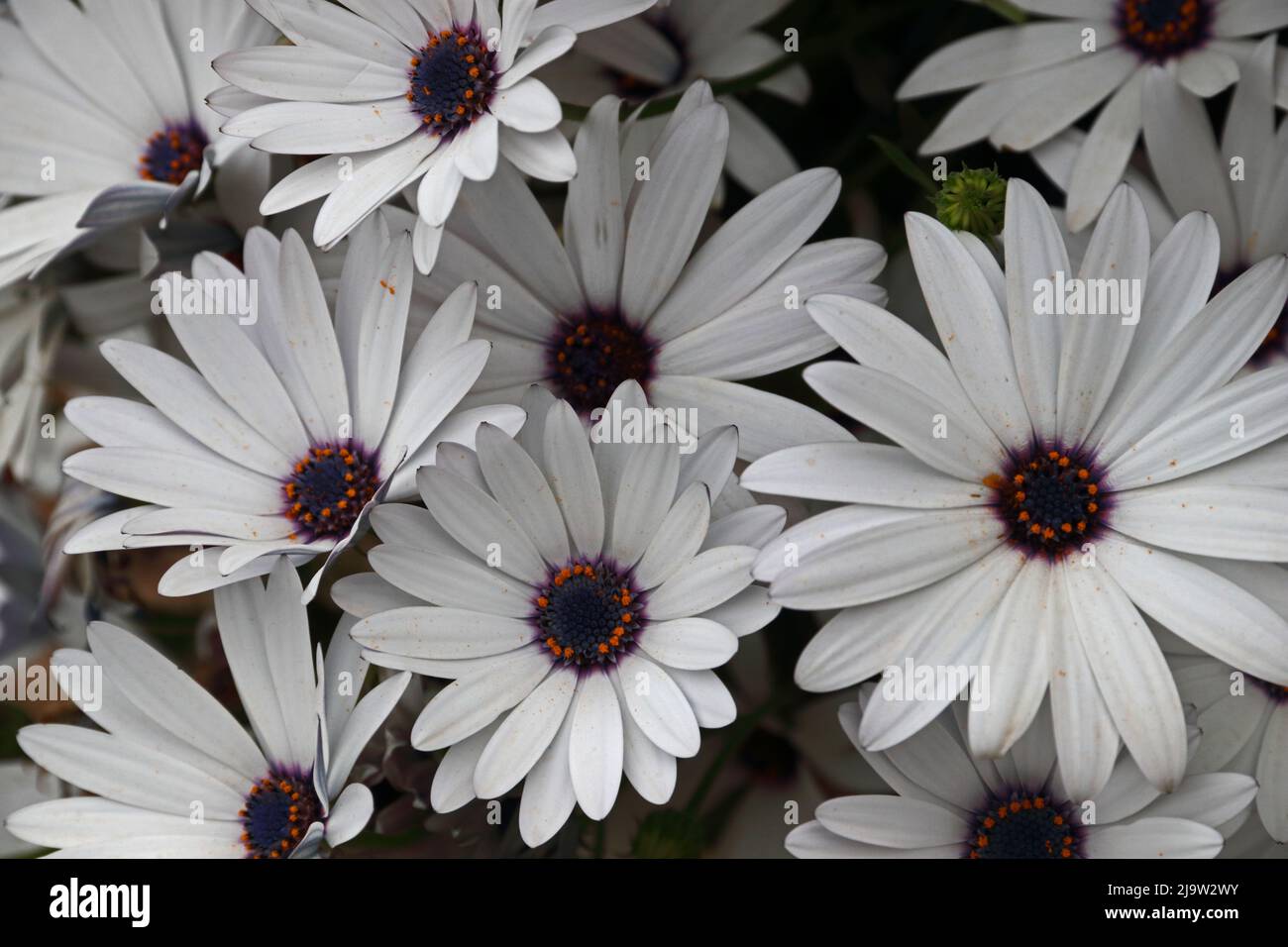 Afrikanische Gänseblümchen Stockfoto