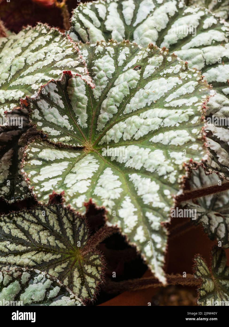 Große, silbergefleckte Blätter des zarten rex-Begonia-Hauses oder der Gewächshauspflanze Begonia „Pearl Ripple“ Stockfoto