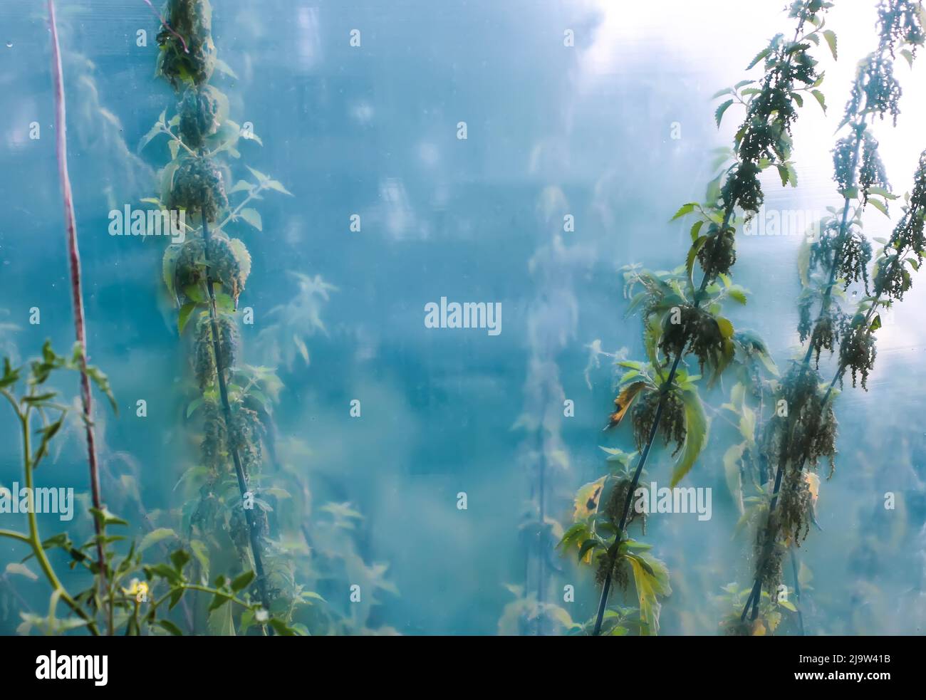 Verschwommener Naturhintergrund mit wilden Brennnesselstämmen. Unkraut wächst im Gewächshaus. Stockfoto