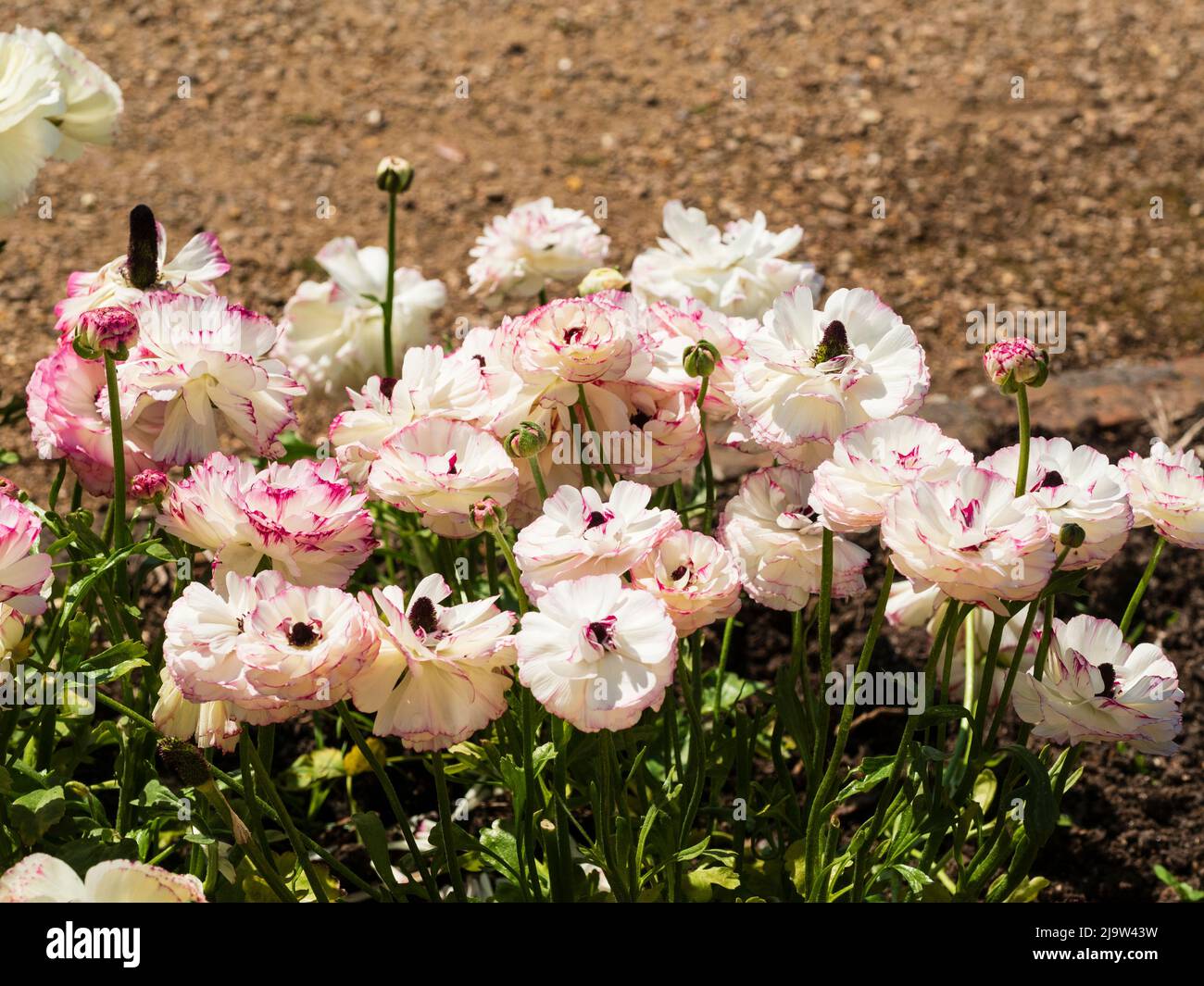 Elegante weiße Doppelblüten mit rosa Picotee-Blütenblattkanten der tuberösen asiatischen Butterblume, Ranunculus asiaticus 'Elegance Striato Bianco' Stockfoto