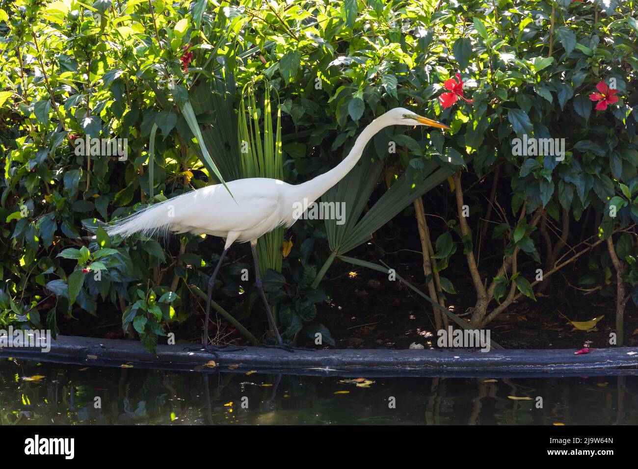 Weißvögel wandern an der Teichküste, dem Großreiher, der auch als Großreiher oder Großreiher bekannt ist. Ardea alba Stockfoto