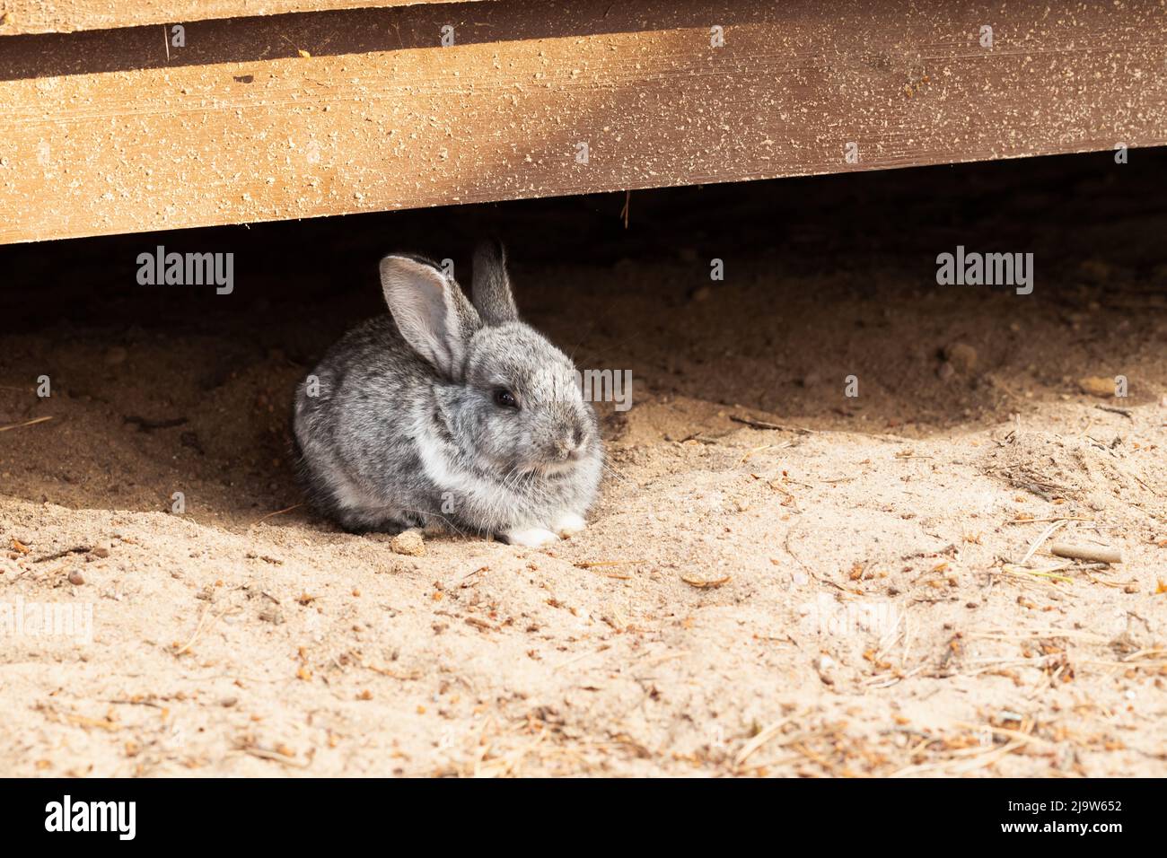 Kleines graues Kaninchen ist unter einem Holzschuppen, Nahaufnahme Stockfoto