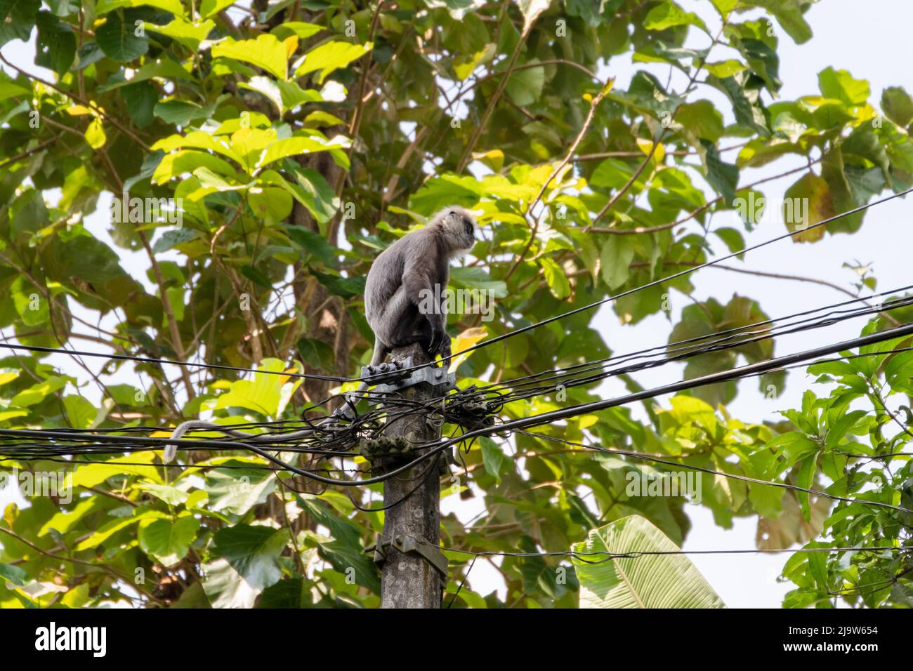 Affe sitzt auf einer elektrischen Säule mit Drähten, Außenfoto. Sri Lanka. Grauer Langur, auch Hanuman-Langur oder Hanuman-Affe genannt Stockfoto