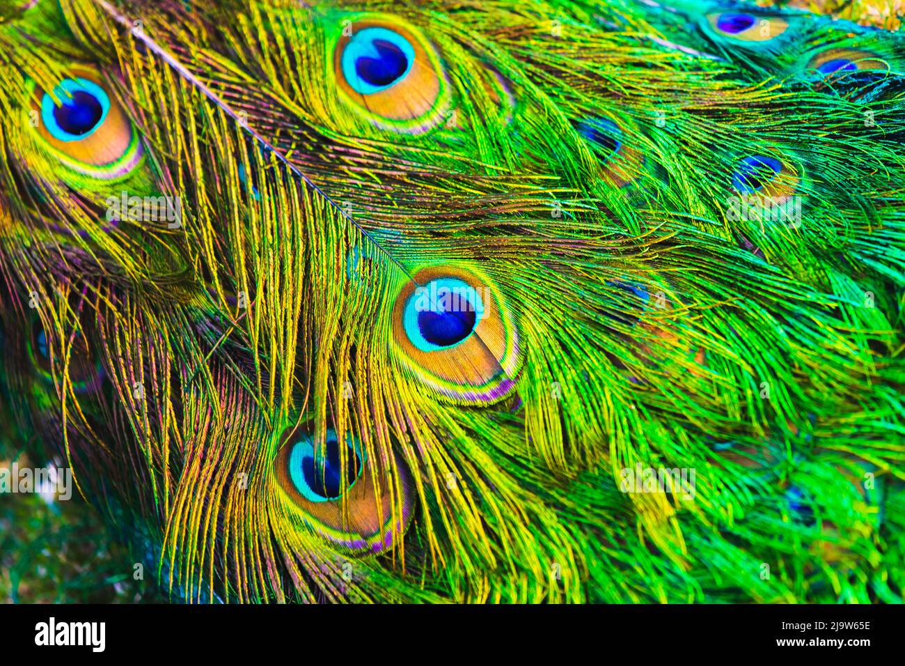 Pfauenschwanzfedern, Nahaufnahme, abstraktes buntes Naturmuster Stockfoto
