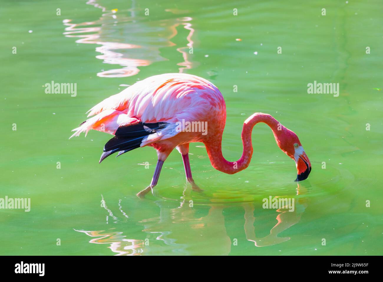 Rosa Flamingo geht an einem sonnigen Tag auf dem Wasser, Nahaufnahme Stockfoto