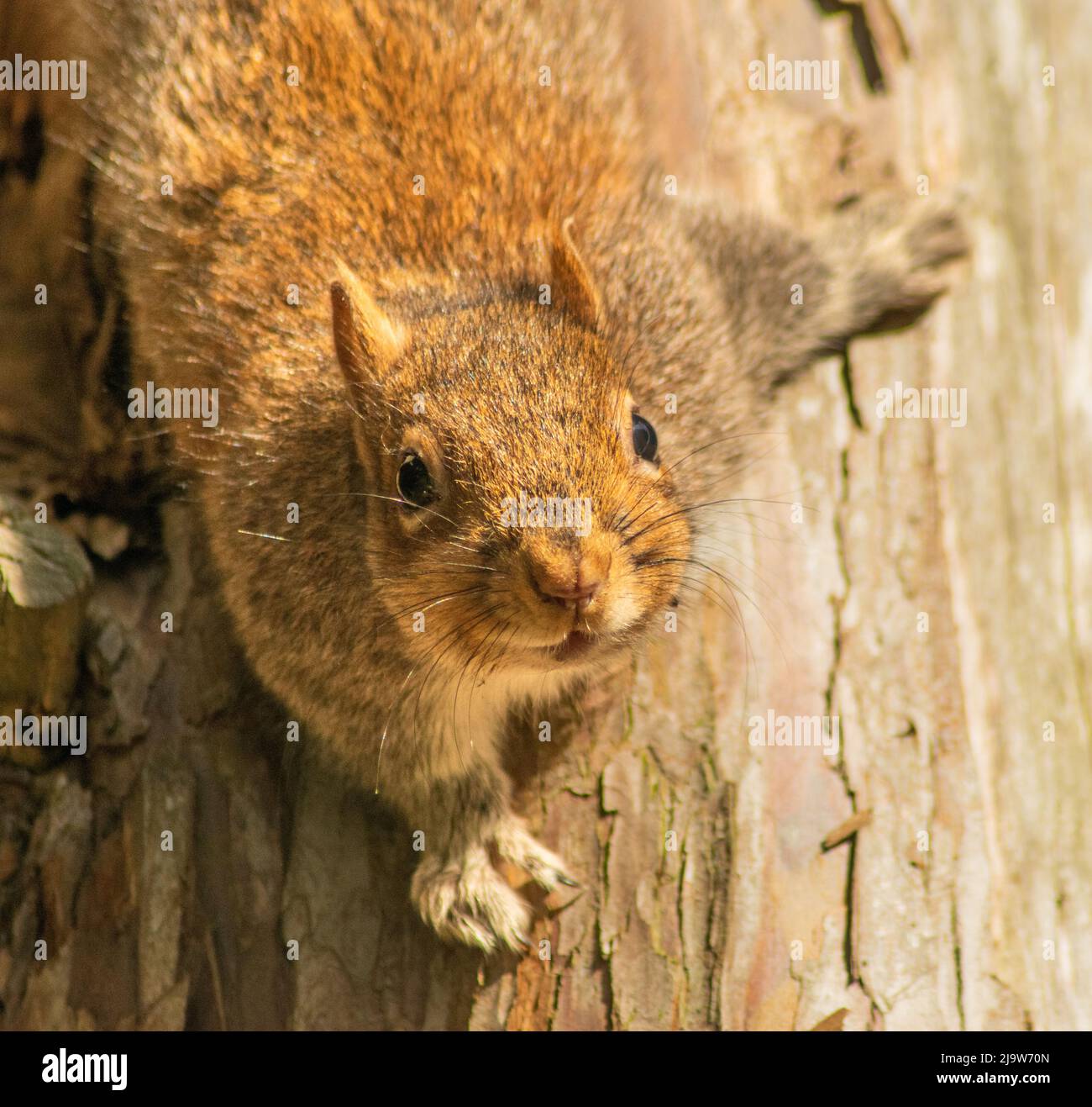 Lächelndes Eichhörnchen auf Baum Stockfoto