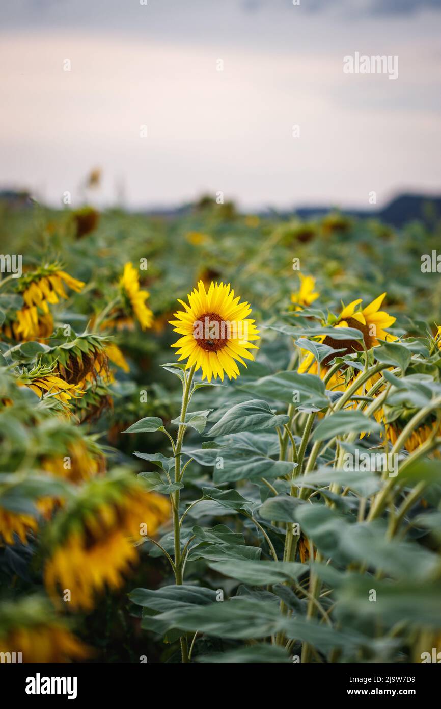 Blühende Sonnenblumen und Sonnenuntergang Himmel. Landwirtschaftliche Feld im Sommer. Ländliche Szene Stockfoto