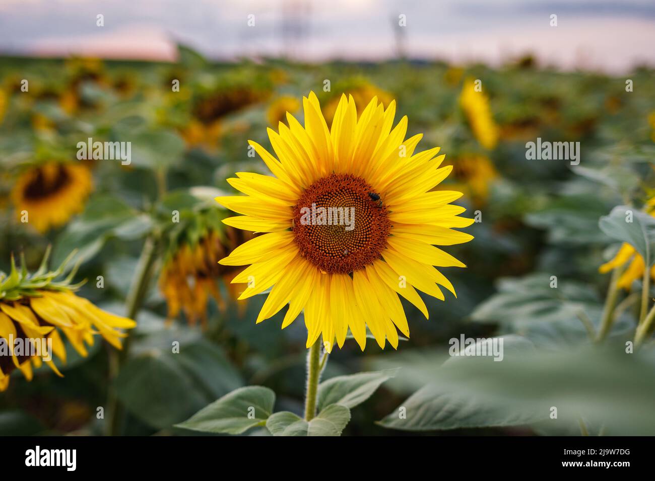 Sonnenblumenplantage. Blühende Blumen in landwirtschaftlichen Bereich. Ländliche Sommerszene Stockfoto