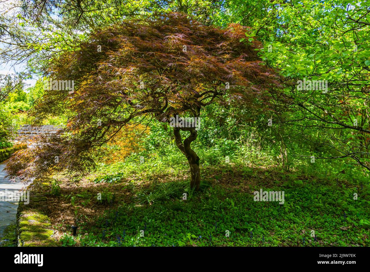 Ein japanischer Ahornbaum an einem Arboretum in Seouth Seattle, Washington. Stockfoto