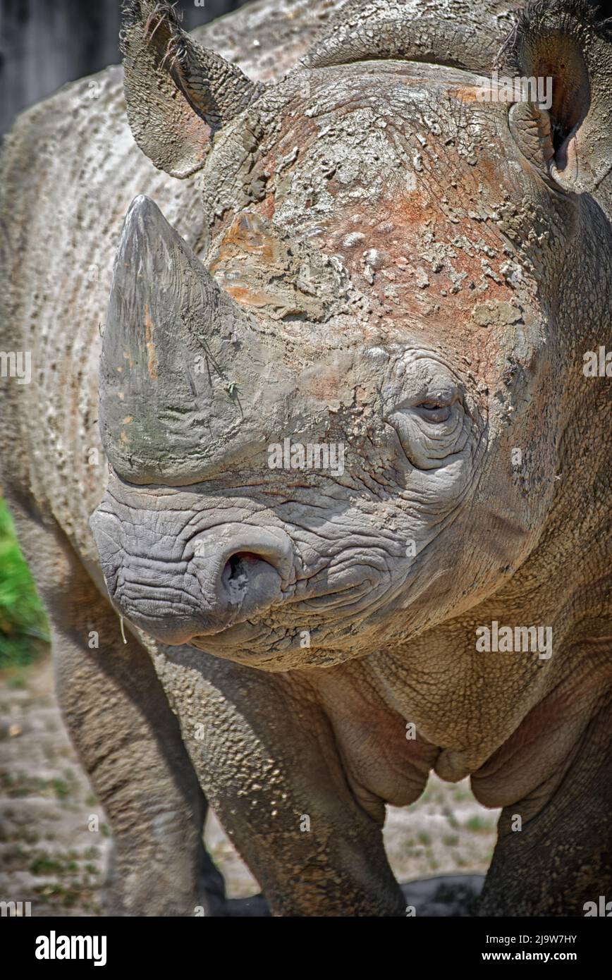 Östliche Spitzmaulnashörner Stockfoto