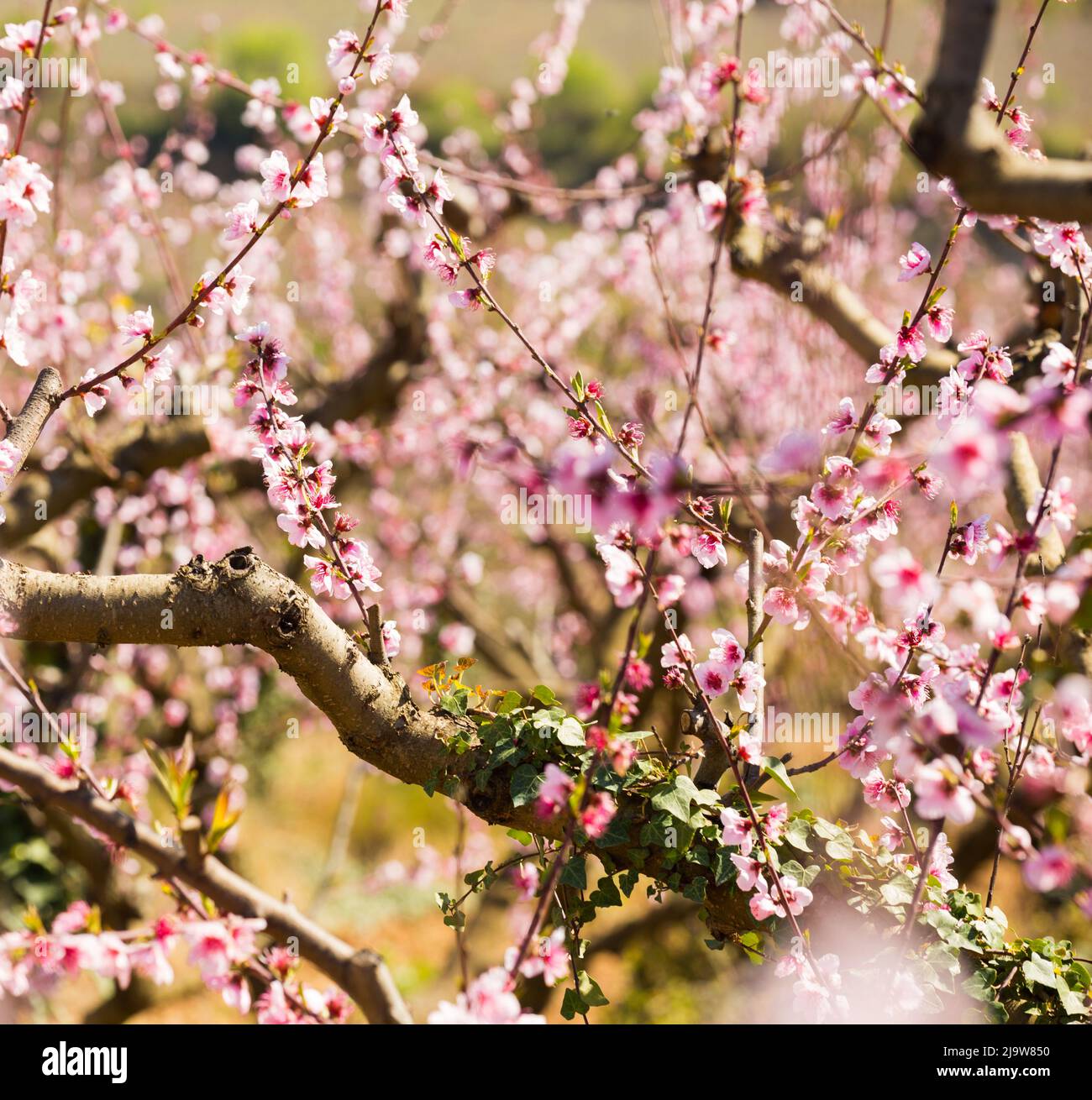 Reihen von Pfirsichbäumen blühen im Frühling Stockfoto
