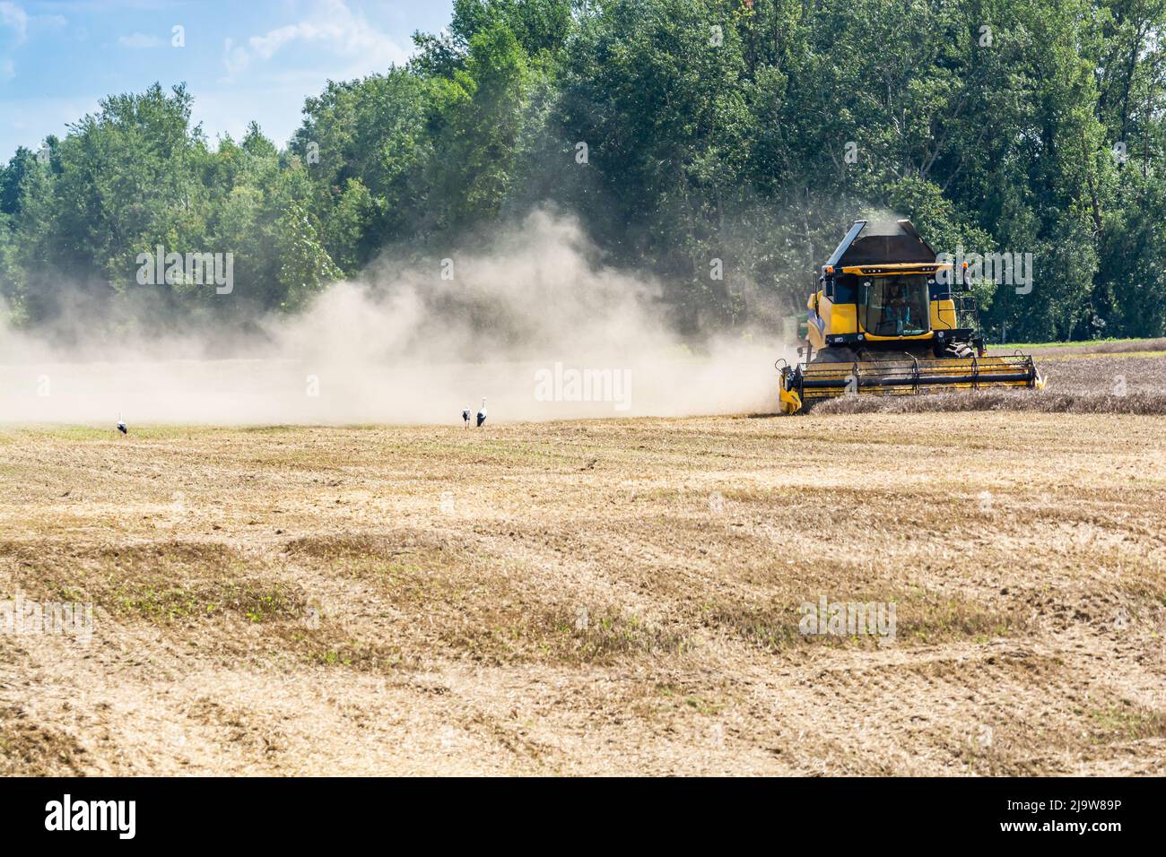 Januszew, Polen - 13. August 2021. Die gelben Mähdrescher harwsten auf dem Sommerfeld und Störche warten auf den Steinbruch Stockfoto