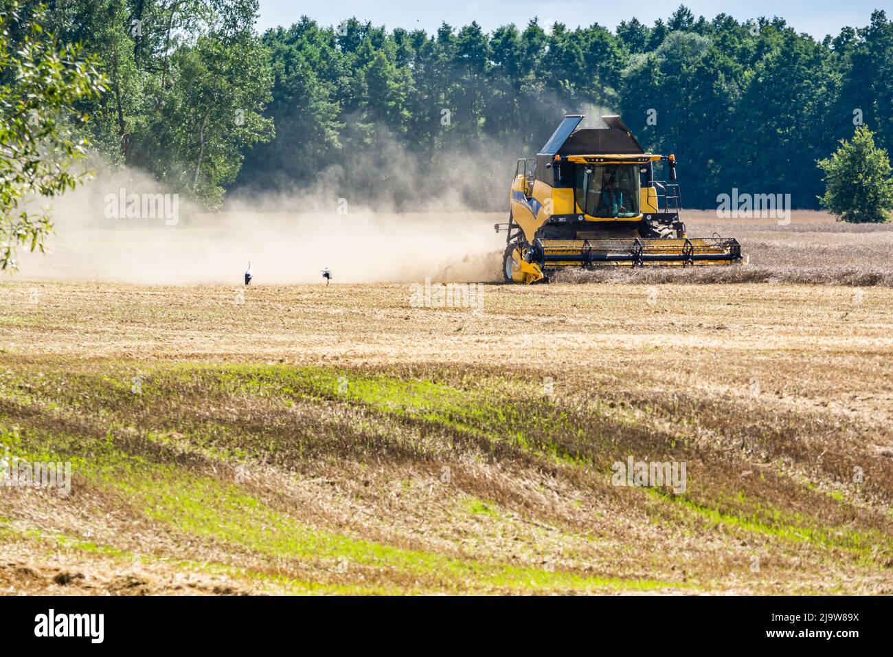 Januszew, Polen - 13. August 2021. Die gelben Mähdrescher harwsten auf dem Sommerfeld und Störche warten auf den Steinbruch Stockfoto