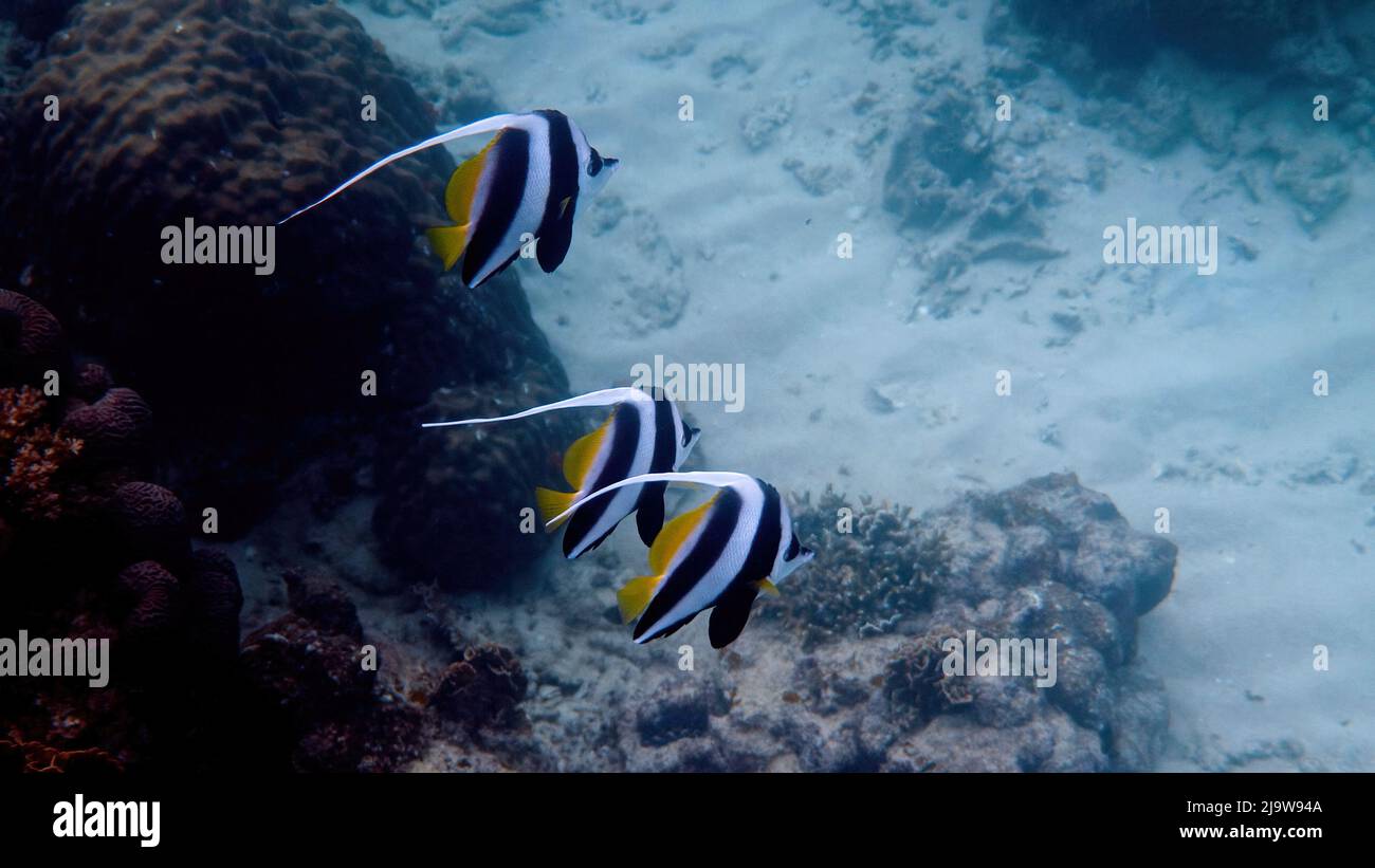Unterwasseransicht der Schule von Langflossen-Bannerfischen in wunderschönen Korallenriffen in Thailand. Gruppe von gestreiften Meeresfischen beim Schnorcheln oder Tauchen. Unter Wasser Stockfoto