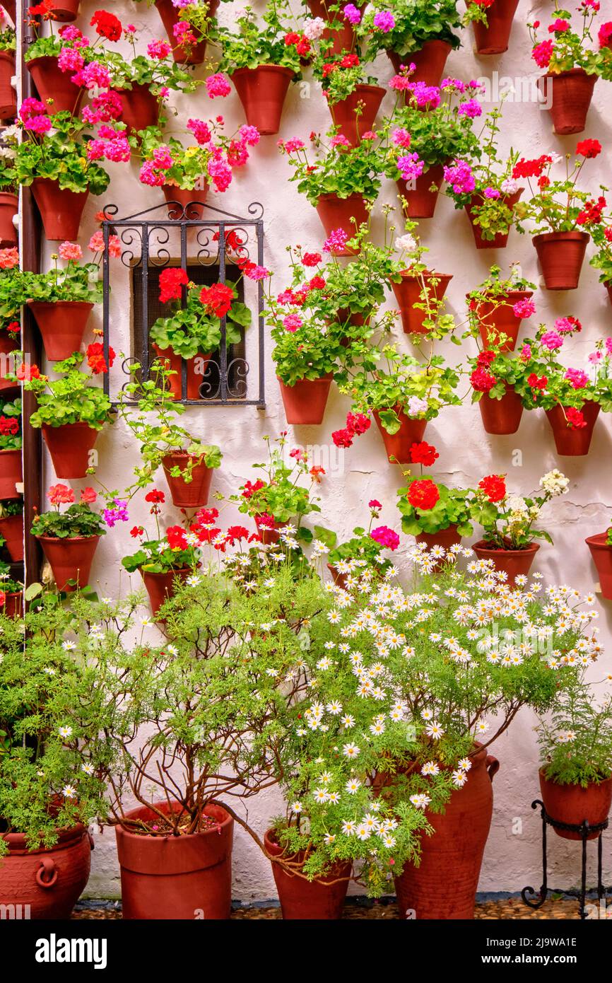 Ein traditioneller Patio von Cordoba, ein Innenhof voller Blumen und Frische. Casa-Patio 'El Langosta'. San Basilio. Andalusien, Spanien Stockfoto