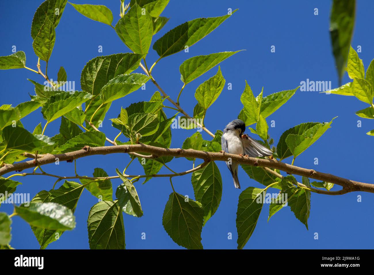 Goiania, Goiás, Brasilien – 24. Mai 2022:Ein kleiner Vogel mit einem zerquetschten Flügel, der auf einem Maulbeerzweig thront, mit blauem Himmel im Hintergrund. Nemosia pileata Stockfoto