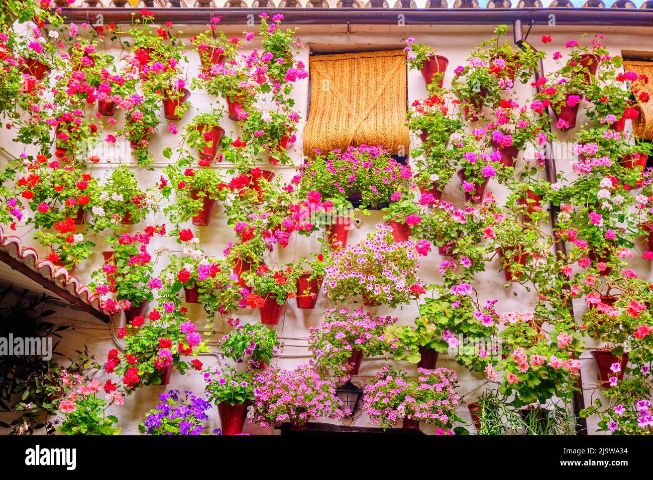 Ein traditioneller Patio von Cordoba, ein Innenhof voller Blumen und Frische. Ein immaterielles UNESCO-Kulturerbe der Menschheit. San Basilio, Spanien Stockfoto