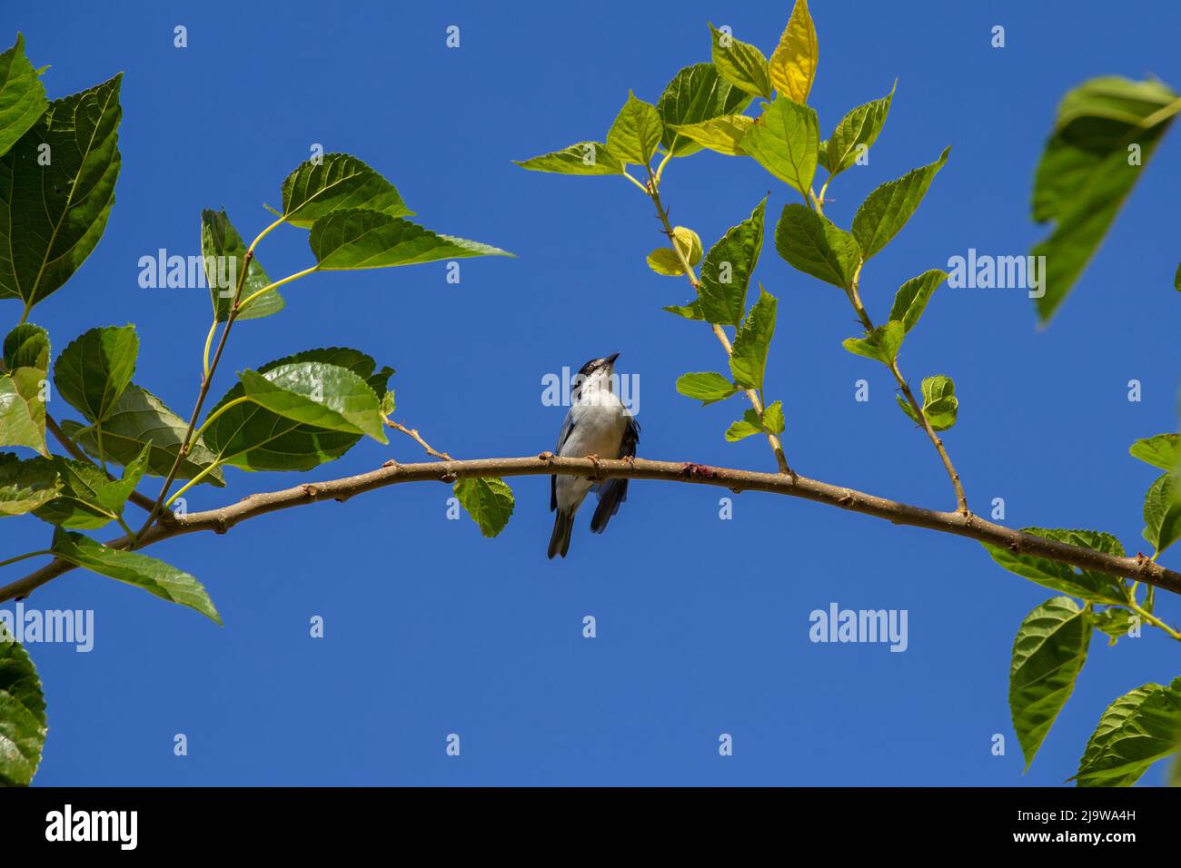 Goiania, Goiás, Brasilien – 24. Mai 2022:Ein kleiner Vogel mit einem zerquetschten Flügel, der auf einem Maulbeerzweig thront, mit blauem Himmel im Hintergrund. Nemosia pileata Stockfoto