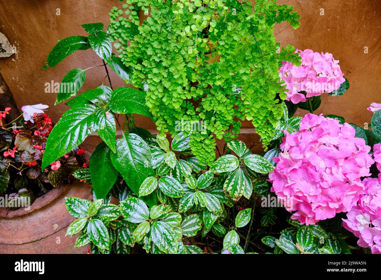Detail eines traditionellen Patio von Cordoba, ein Innenhof voller Blumen und Frische. Andalusien, Spanien Stockfoto