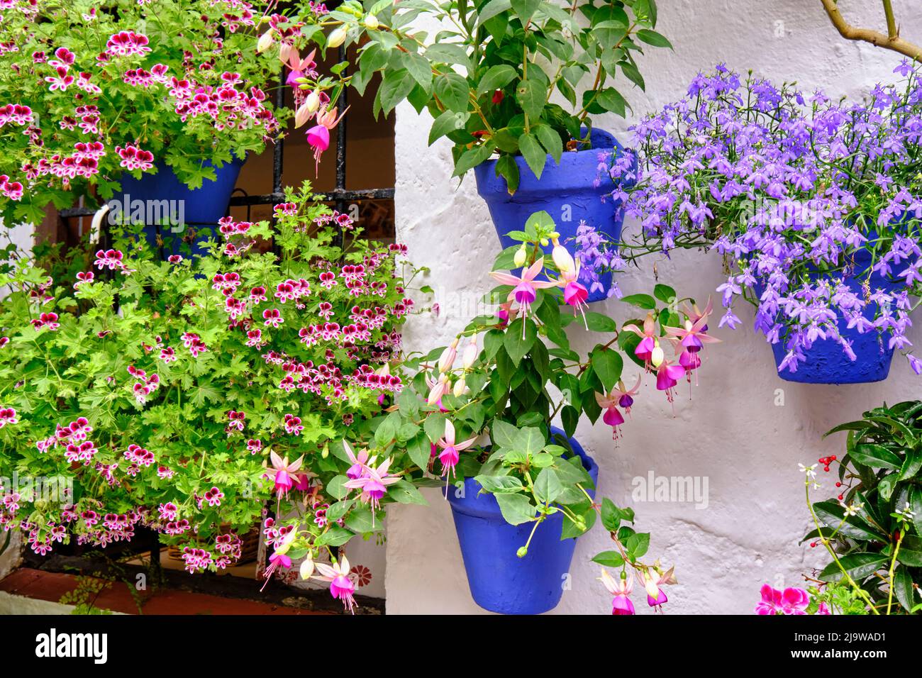 Patio (Innenhof) voller Blumen und Frische des Asociacion de Amigos de los Patios Cordobeses, Bezirk San Basilio. Ein immaterielles Kulturdenkmal der UNESCO Stockfoto