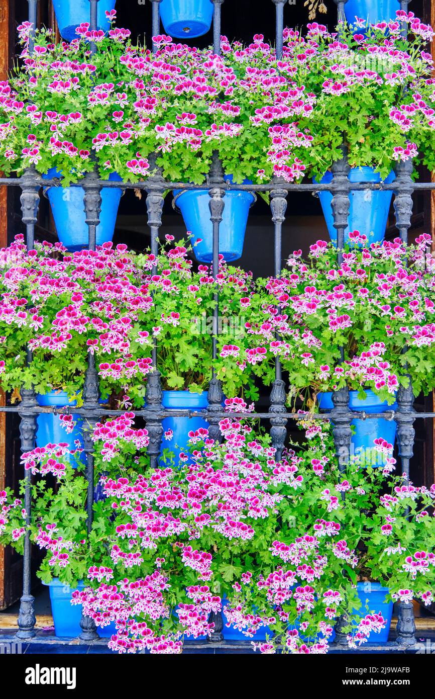 Traditionelle Fenster in der Altstadt von Cordoba, während der Fiesta de los Patios im Mai. Ein UNESCO-Weltkulturerbe. Andalusien, Spanien Stockfoto