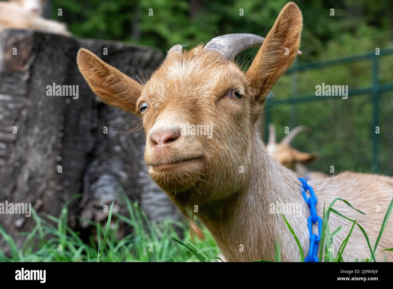 Issaquah, Washington, USA. Porträt eines männlichen Guernsey Goat, der zufrieden im Gras ruht Stockfoto