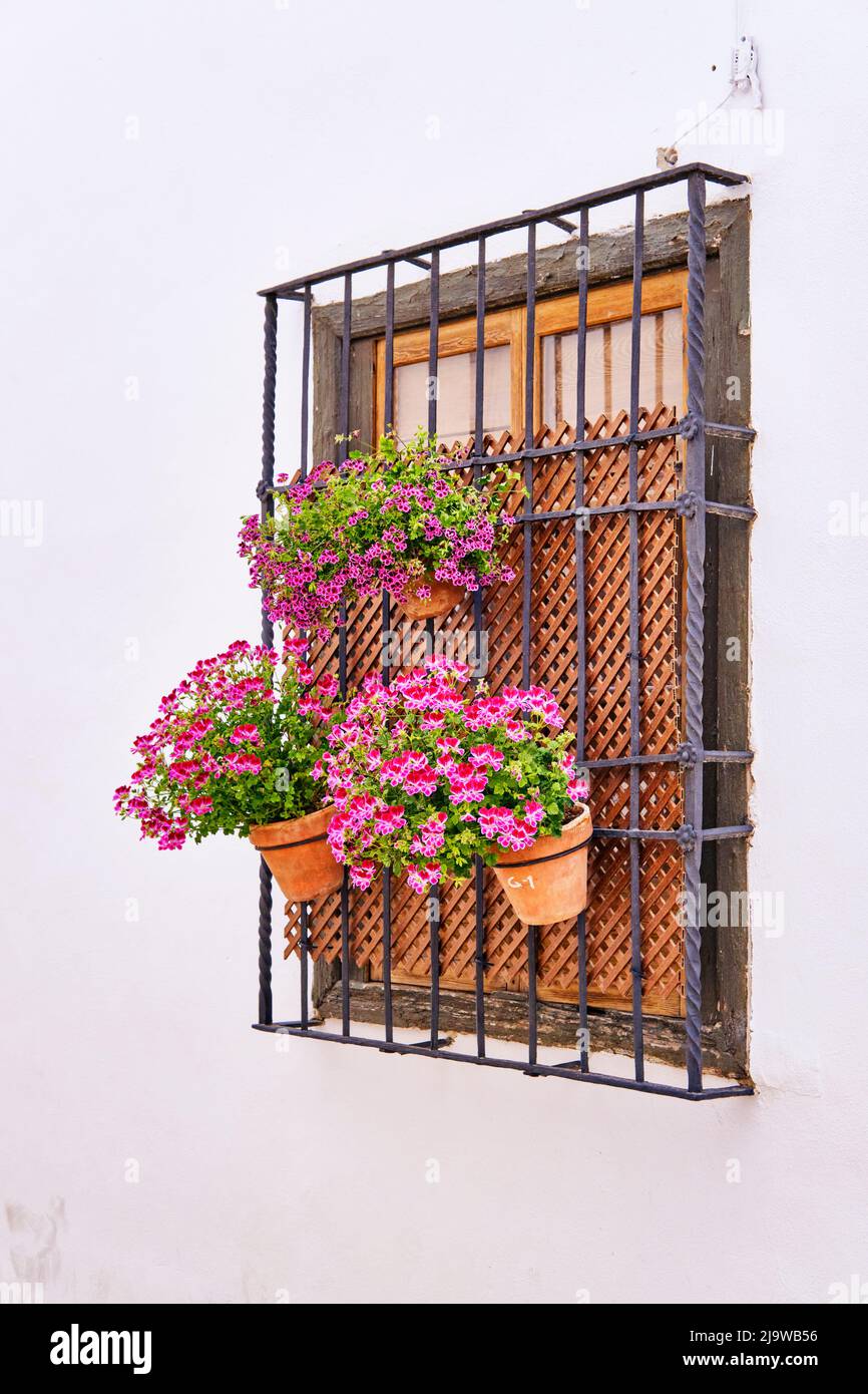 Fenster in der Juderia, Altstadt von Cordoba, während der Fiesta de los Patios. Andalusien, Spanien Stockfoto