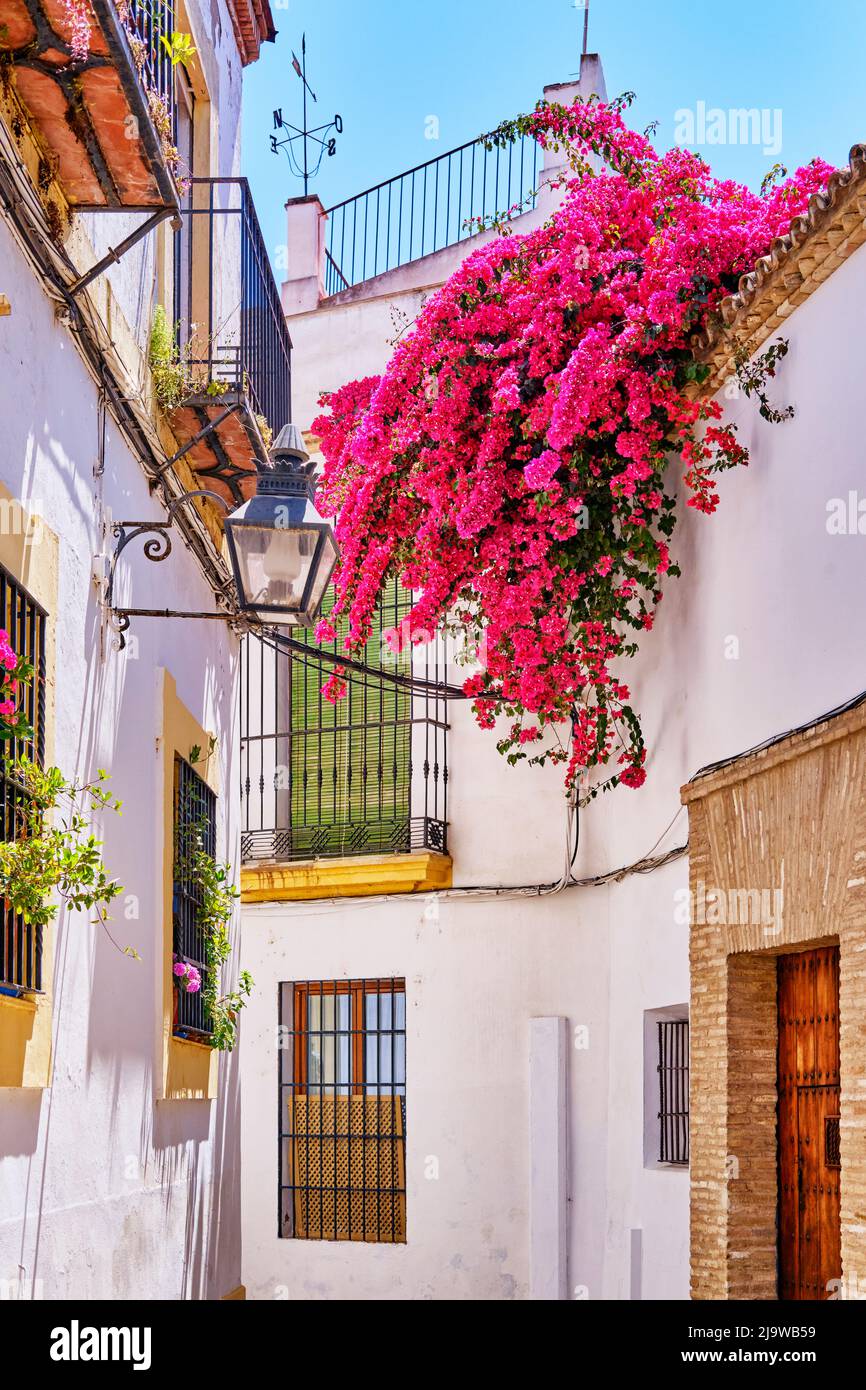 Straße in der Juderia, Altstadt von Cordoba. Andalusien, Spanien Stockfoto