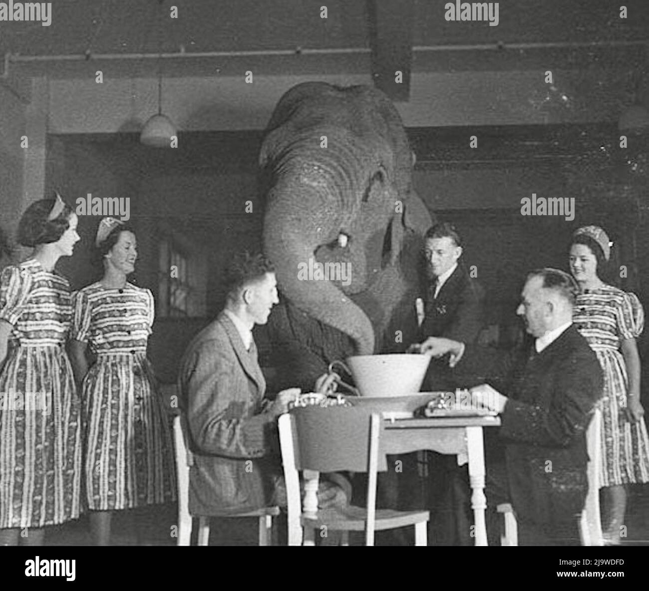 Sam Hood - der Elefant im Raum Stockfoto