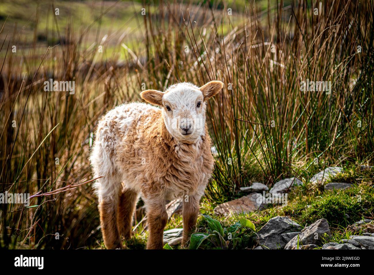kleines Lamm Stockfoto