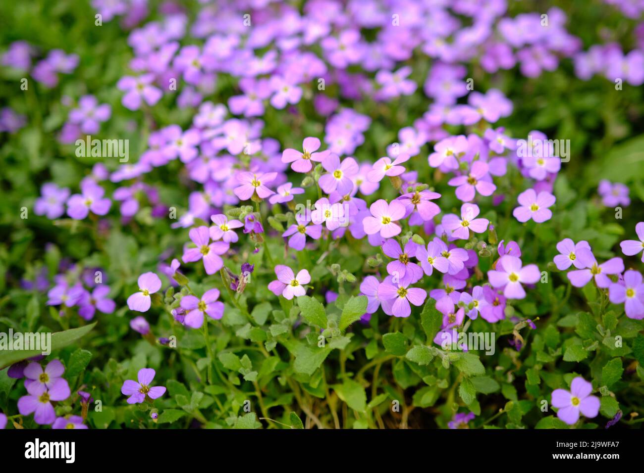 Kleine lila blüten name -Fotos und -Bildmaterial in hoher Auflösung – Alamy