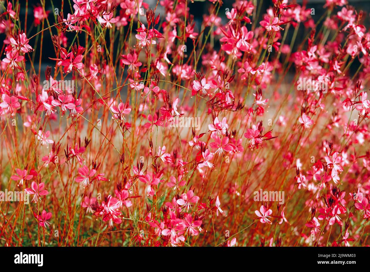 Oenothera lindheimeri, rosa Wiese Blume Feld Hintergrund. Stockfoto