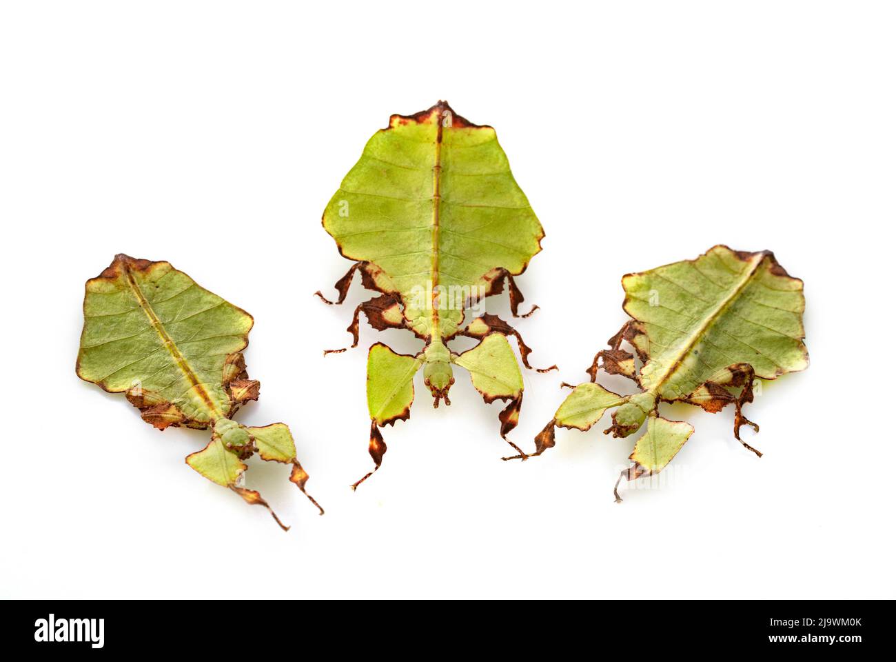 Stecken Sie Insekt vor weißem Hintergrund Stockfoto