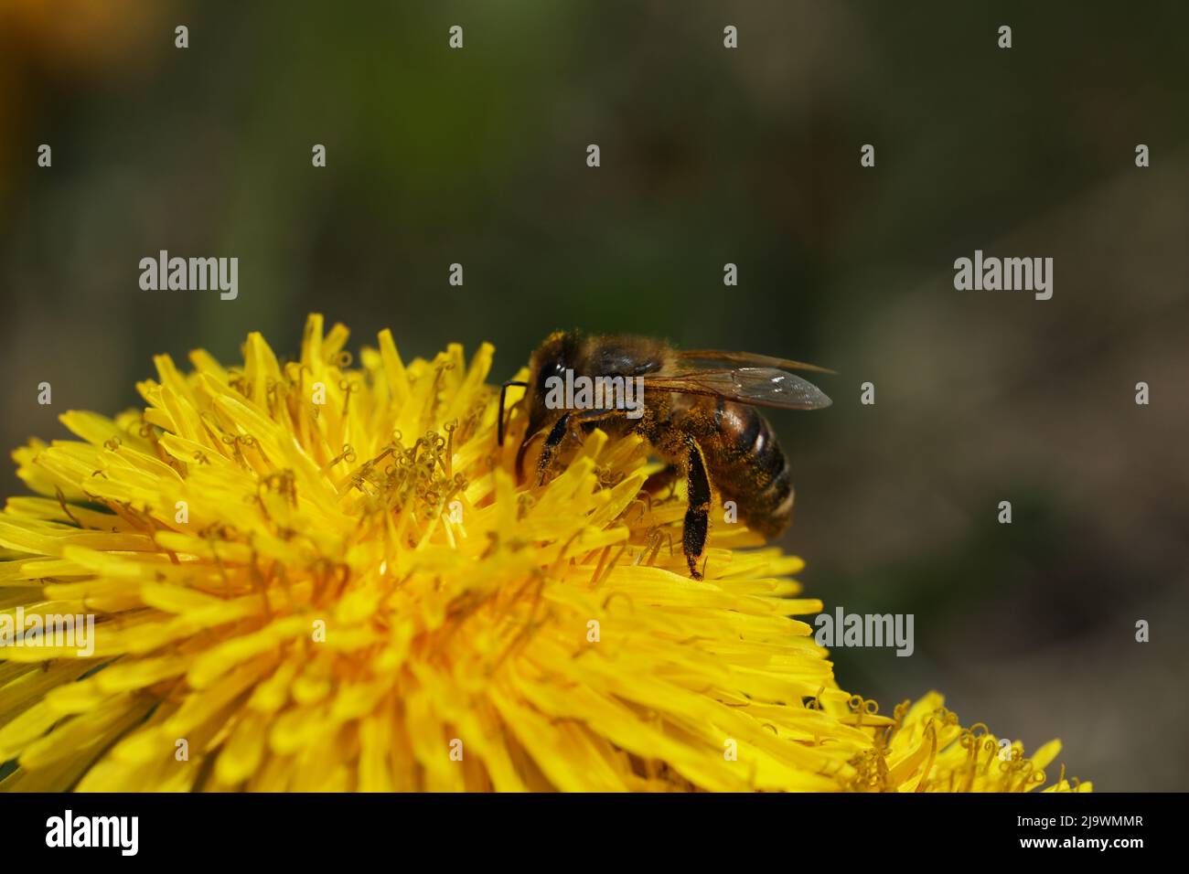 Kleine Biene auf dem leuchtend gelben Dandelion im Garten Stockfoto