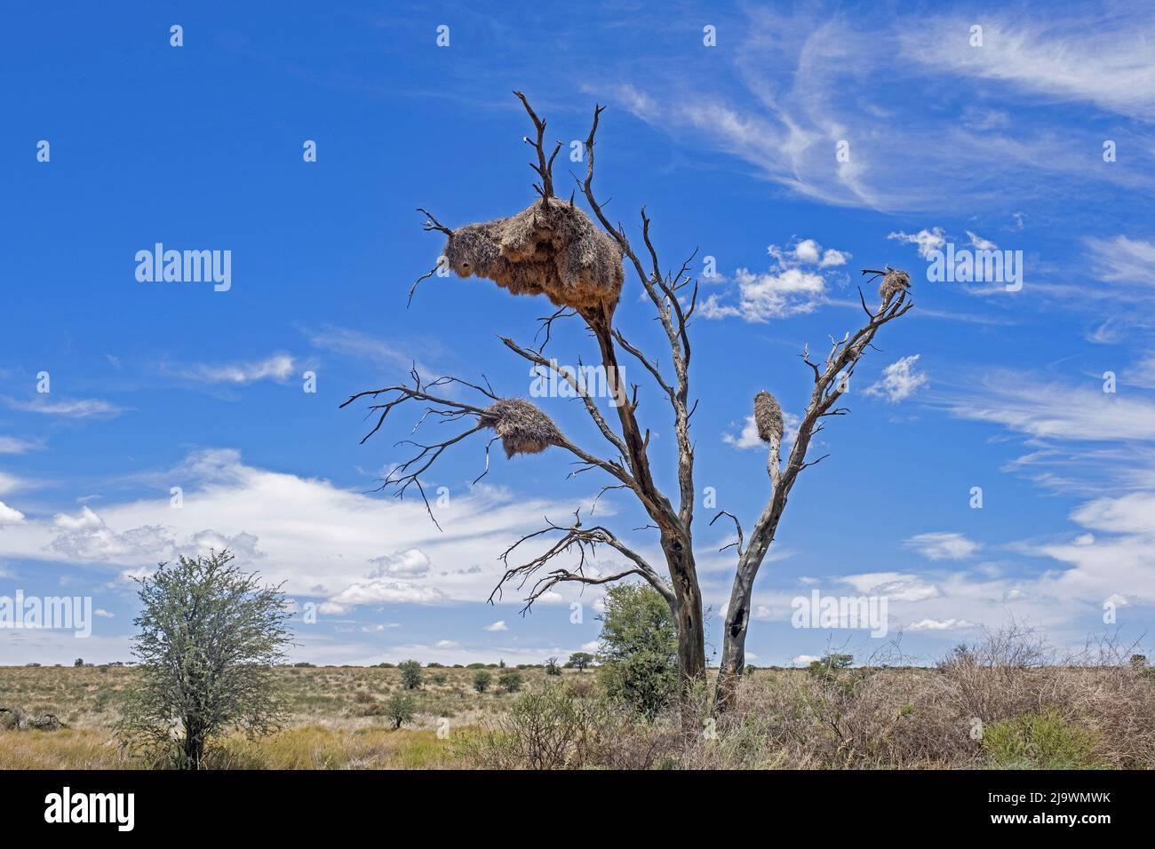 Geselliger Weber (Philetairus socius) brütet in der Kalahari-Wüste, im Kgalagadi Transfrontier Park, Nordkap, Südafrika, in einer toten Baumkolonie Stockfoto
