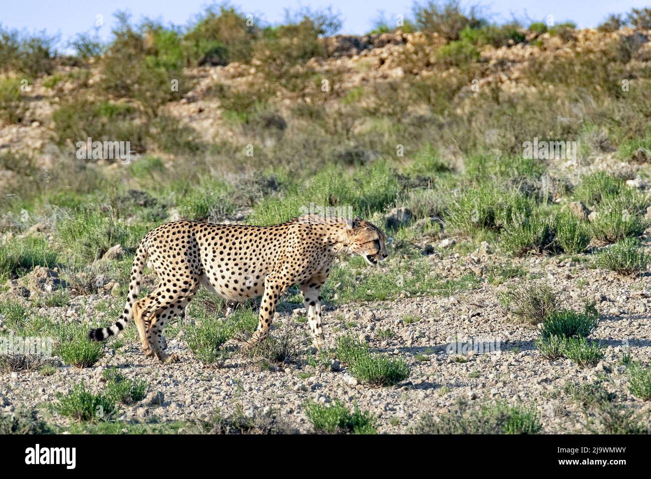 Cheetah (Acinonyx jubatus) zeigt Tarnfarben in der Kalahari-Wüste, im Kgalagadi Transfrontier Park, Provinz Nordkap, Südafrika Stockfoto